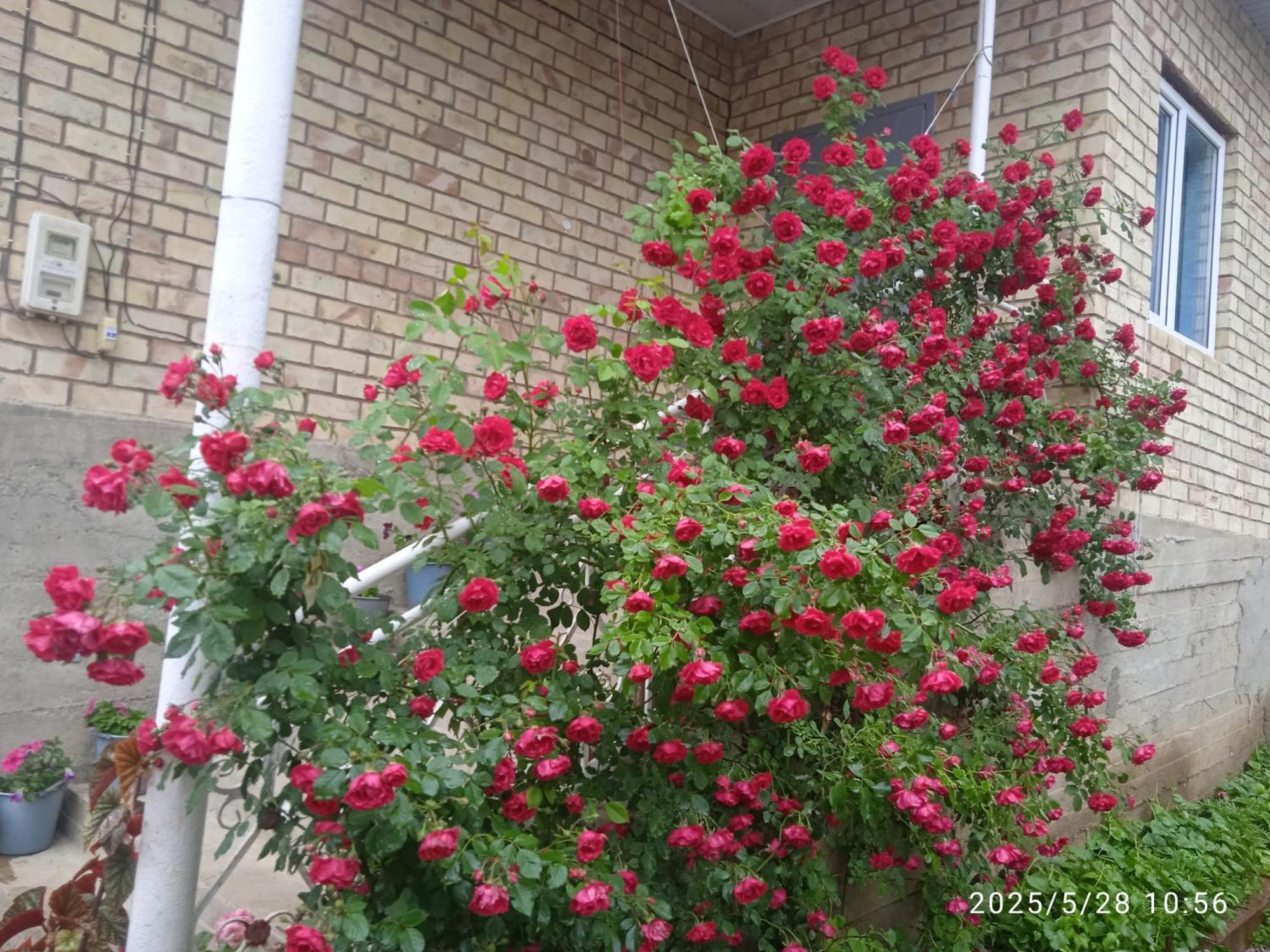 Guest House Kyzyl Alma Arkit Buitenkant foto
